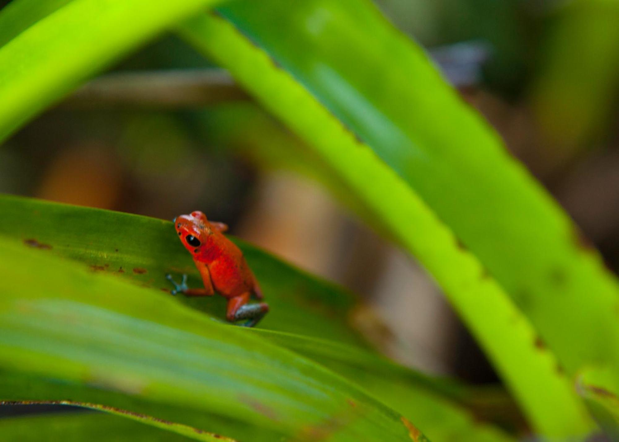 Gamboa Rainforest Reserve Dış mekan fotoğraf