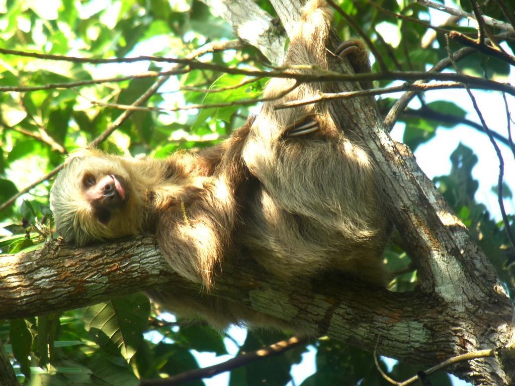 Gamboa Rainforest Reserve Dış mekan fotoğraf